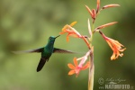 colibrí oreja violeta