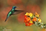 colibrí oreja violeta