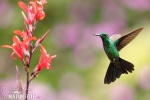 colibrí oreja violeta