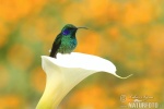 Colibri thalassin