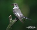 Collared Flycatcher