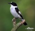 Collared Flycatcher