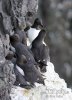 Common Guillemot