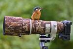 Common Kingfisher