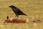 Common Raven