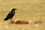 Common Raven