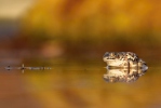 Common Spadefoot