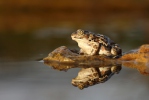 Common Spadefoot