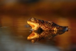 Common Toad