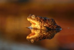 Common Toad