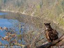 Eagle Owl