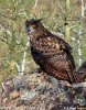 Eagle Owl