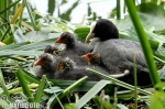 Eurasian Coot