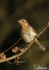 Eurasian Wryneck