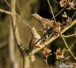 Eurasian Wryneck