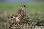 Falco columbarius