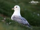 Fulmar boréal