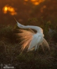 Great egret