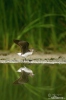 Green Sandpiper