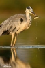 Grey Heron