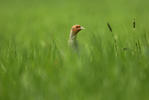 Grey Partridge