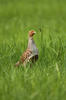 Grey Partridge