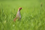 Grey Partridge