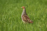 Grey Partridge