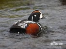 Harlequin Duck