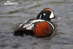 Harlequin Duck