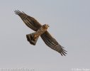 Hen Harrier