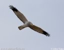 Hen Harrier