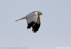 Hen Harrier