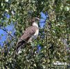 Honey Buzzard