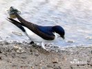 House Martin