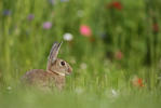 Lapin de garenne