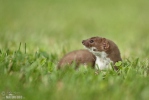 Least Weasel