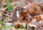 Least Weasel