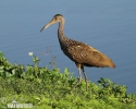 Limpkin, Carrao