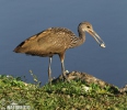 Limpkin, Carrao