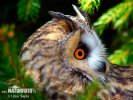 Long-eared Owl