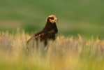 Marsh Harrier