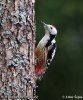 Middle Spotted Woodpecker