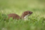 Mustela nivalis