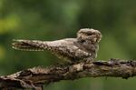 Nightjar