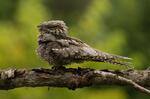 Nightjar