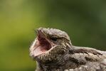 Nightjar