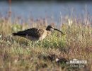 Numenius phaeopus