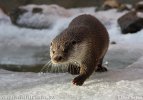 Otter