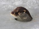 Otter